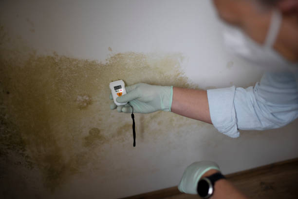 Best Local Mold Removal Service  in Rotan, TX